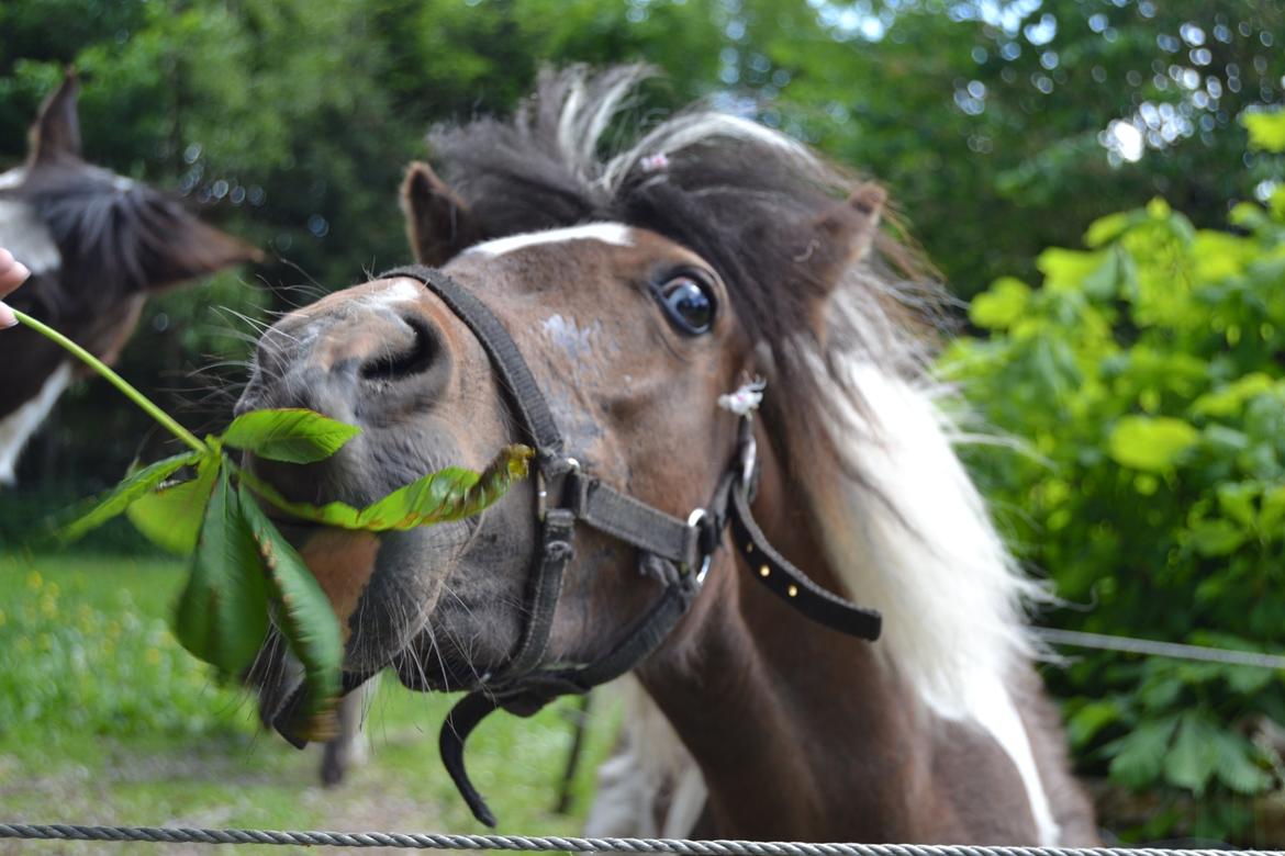 Shetlænder Cookie billede 3