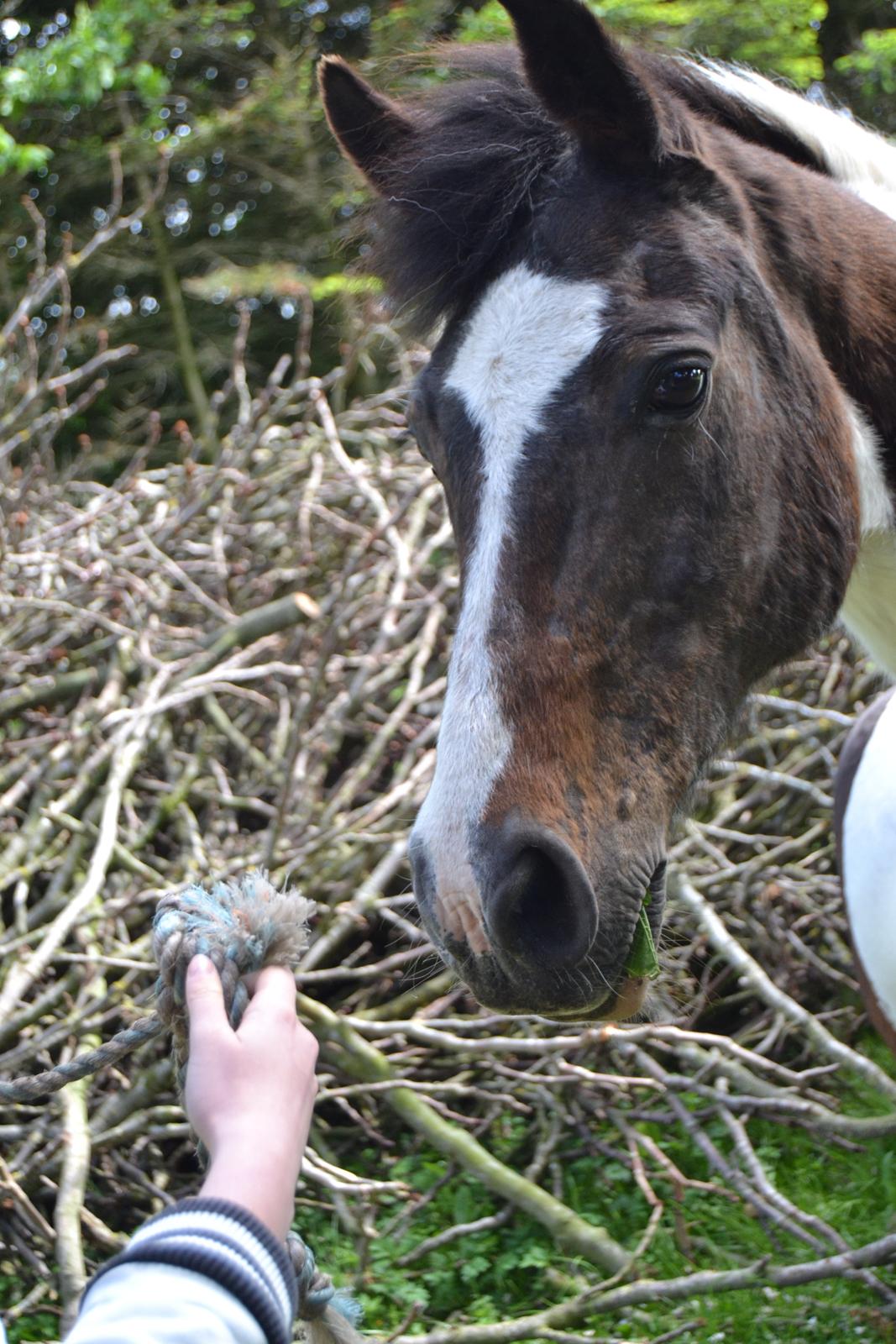 Pinto Kezia billede 3