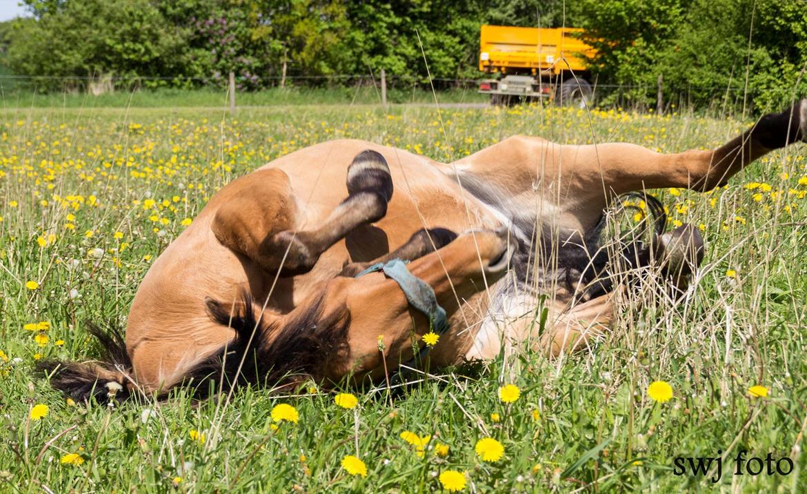 Anden særlig race Mon Chéri billede 22