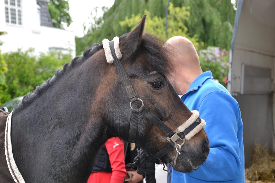 Anden særlig race Mestery Man billede 1