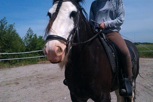 Irish Cob Næbbets Baldrian - Baldrian på banen!<3 billede 14