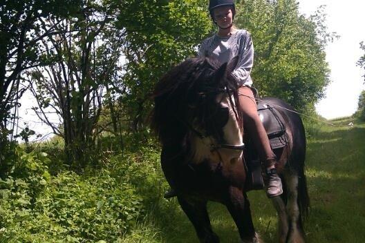 Irish Cob Næbbets Baldrian billede 15