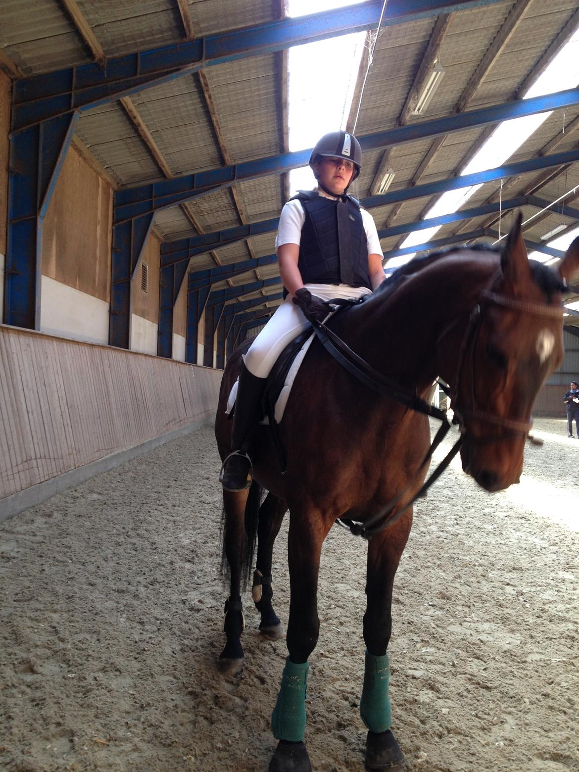 Dansk Varmblod Unikum billede 14