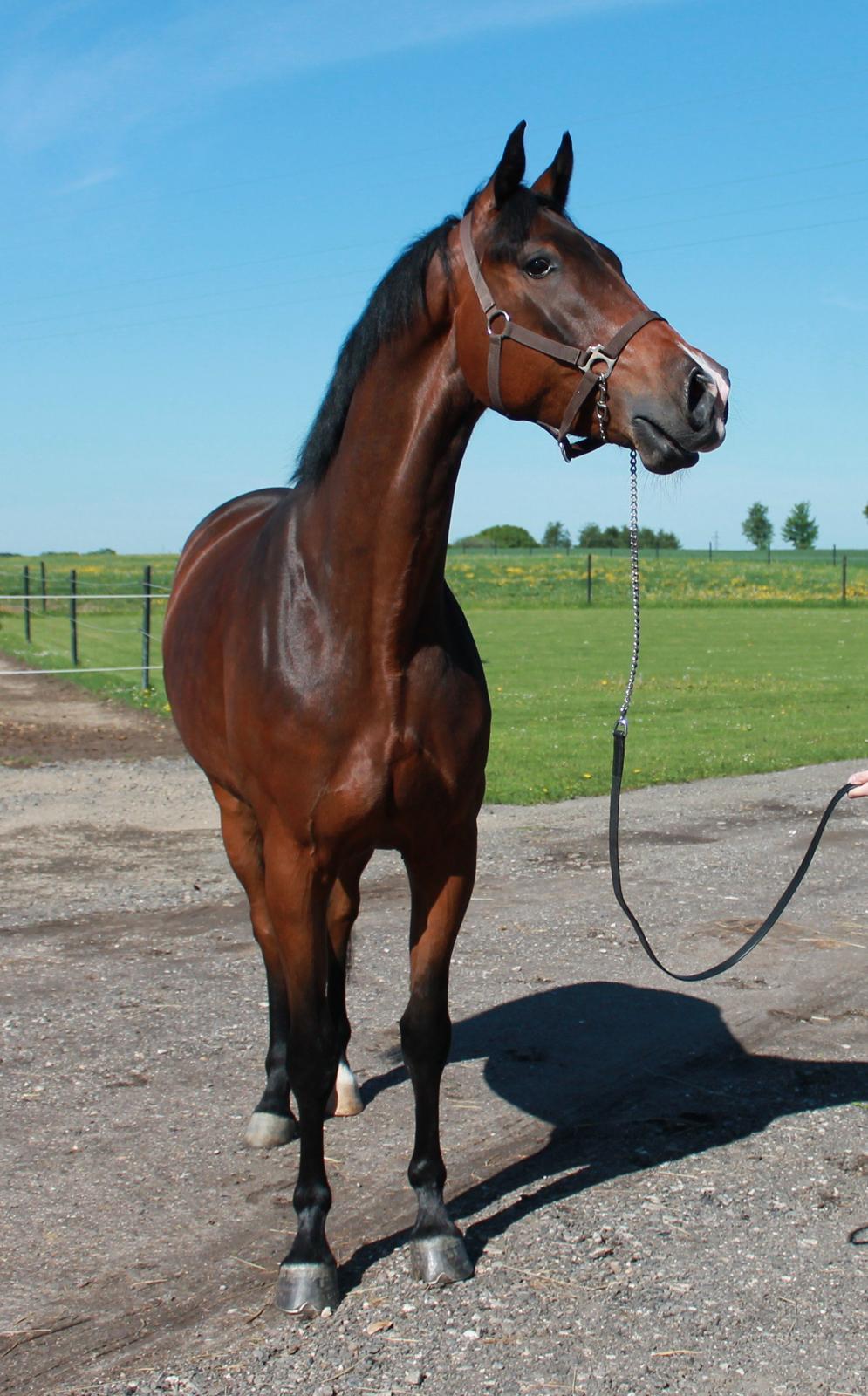 Dansk Varmblod Ørsbjerggårds Bacchus - 2013 billede 18