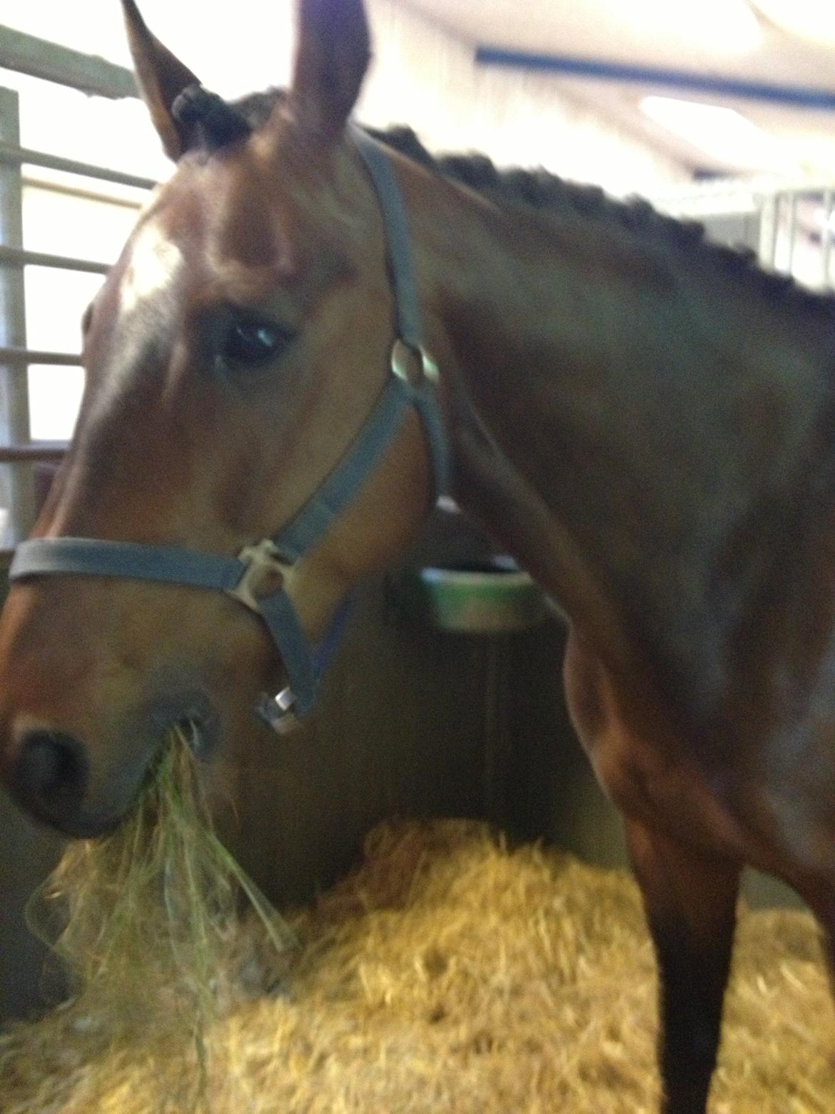 Dansk Varmblod Unikum billede 3