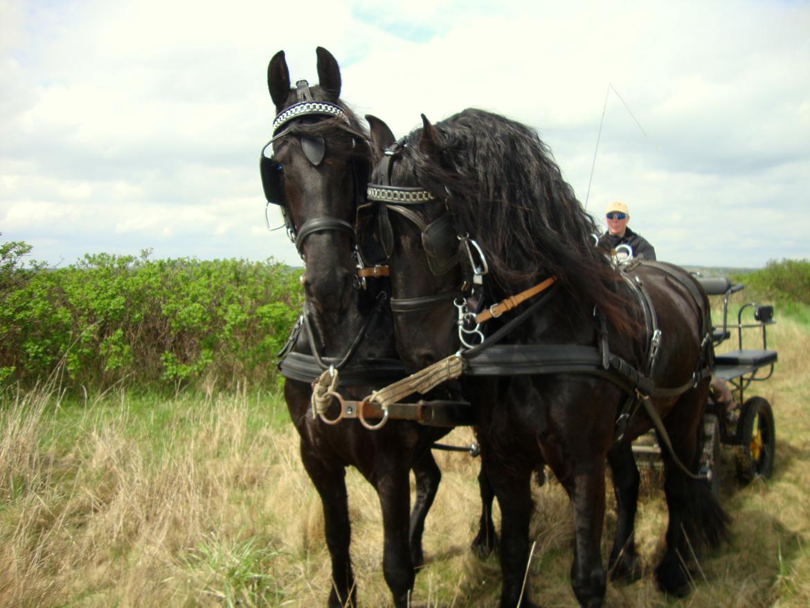 Frieser Max - 12-05-2013 
På tur og Besøg på Glud Museum med ØKS 
Max og Rex billede 1