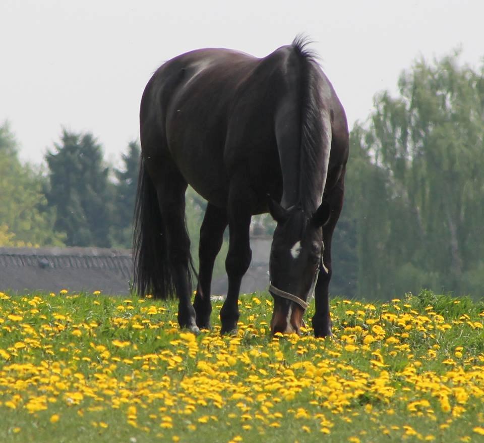 Oldenborg Strauss - Nam-nam!
Fotograf: Mathilde Bjerring Fulgsang billede 3