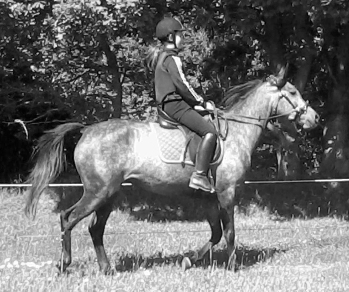 Anden særlig race Payback - D. 03-06-2013
tredje gang i bidløs :) billede 2