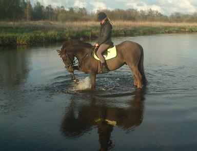 Hollandsk Sportspony Chico - Du spurte mig hvad jeg bedst kunne lide min pony eller mit liv. Jeg svarede mit liv. Du vende dig om og gik uden at vide at min pony er mit liv.<3 billede 12