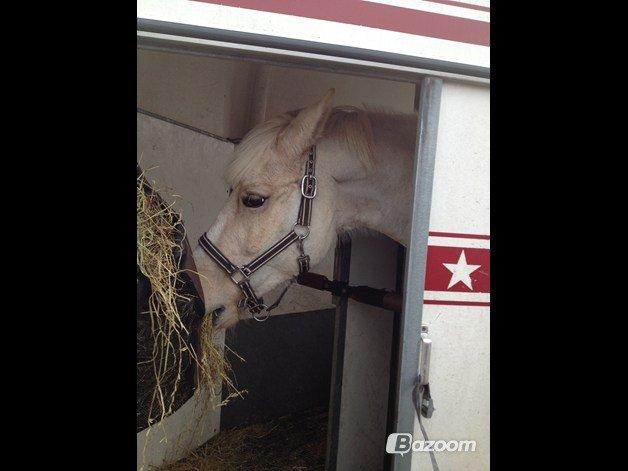 Palomino Sun shin - Den dag vi skulle hende hinde i april :-) billede 9