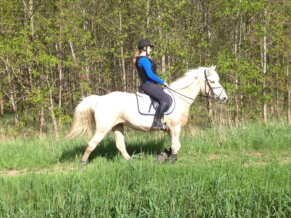 Palomino Sun shin - Til spring :0)¨
 billede 10