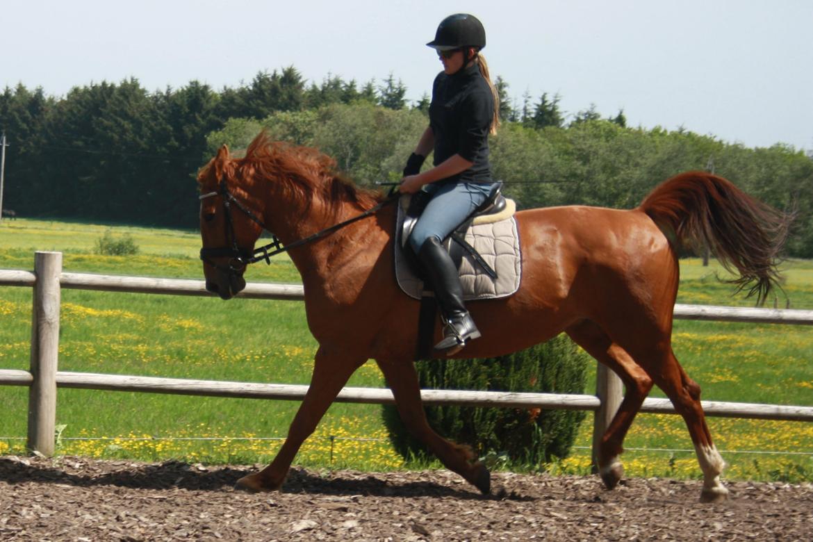 Hannoveraner Whisper - Dressur-træning d. 02-06-2014 billede 12