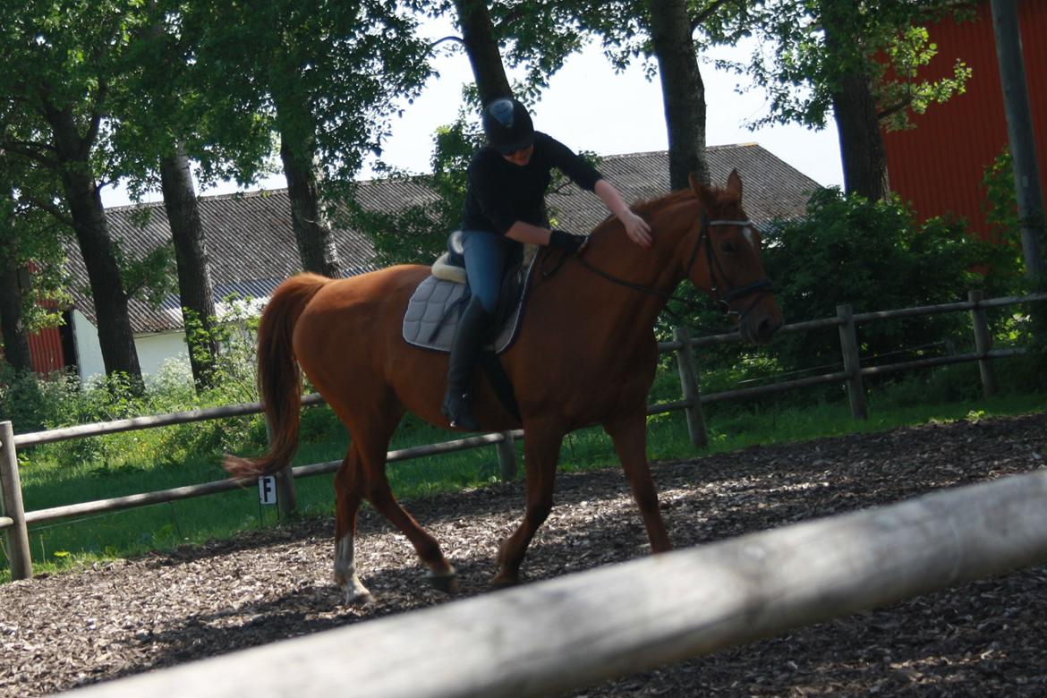 Hannoveraner Whisper - Dressur-træning d. 02-06-2014 billede 13