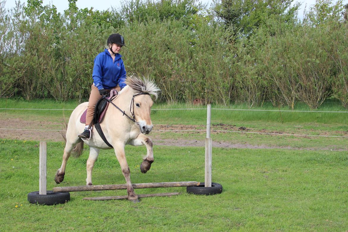 Anden særlig race Thor [Hjælper med at ride] billede 10