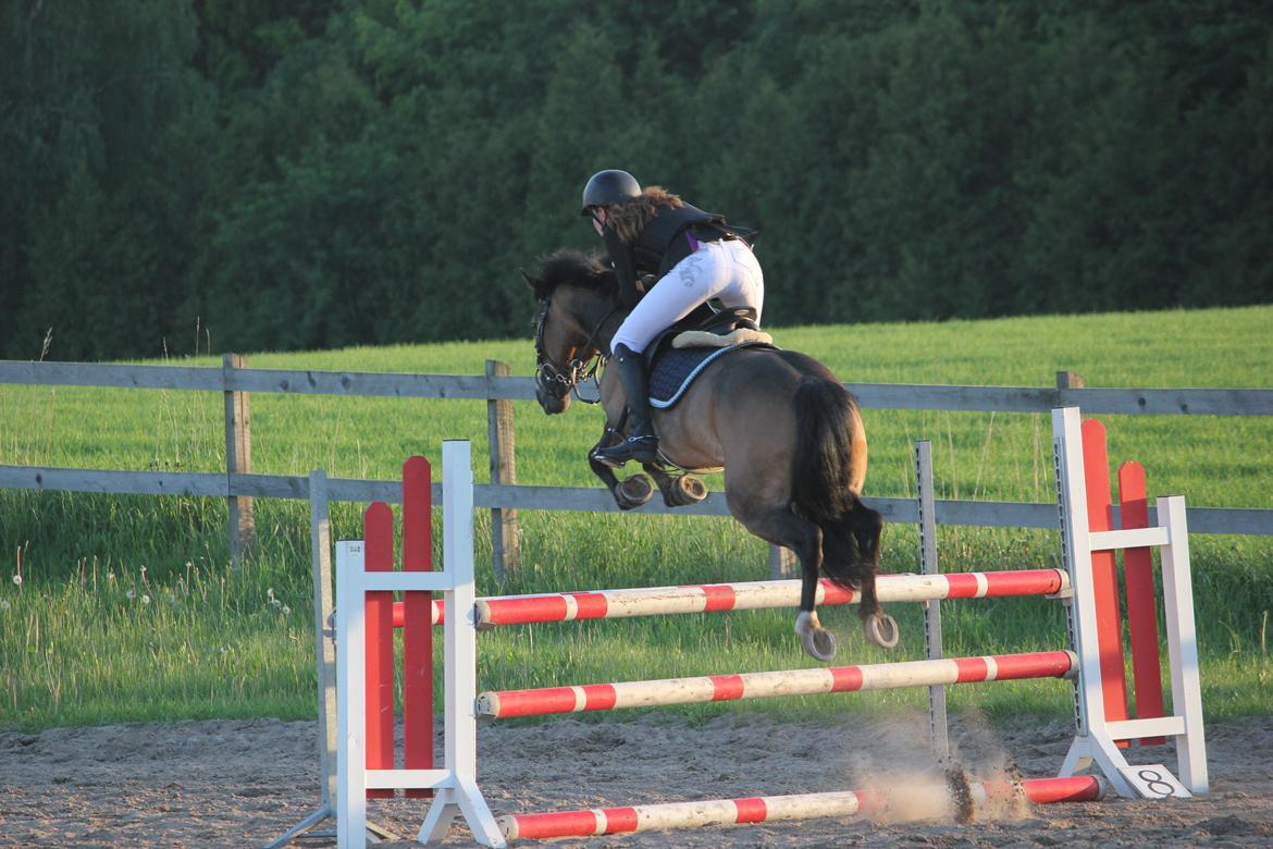 Hollandsk Sportspony July - Springer næsten støtten ud - det ligemeget. MB* på DYR 2 plads <3 Foto: Mie Raun. billede 14