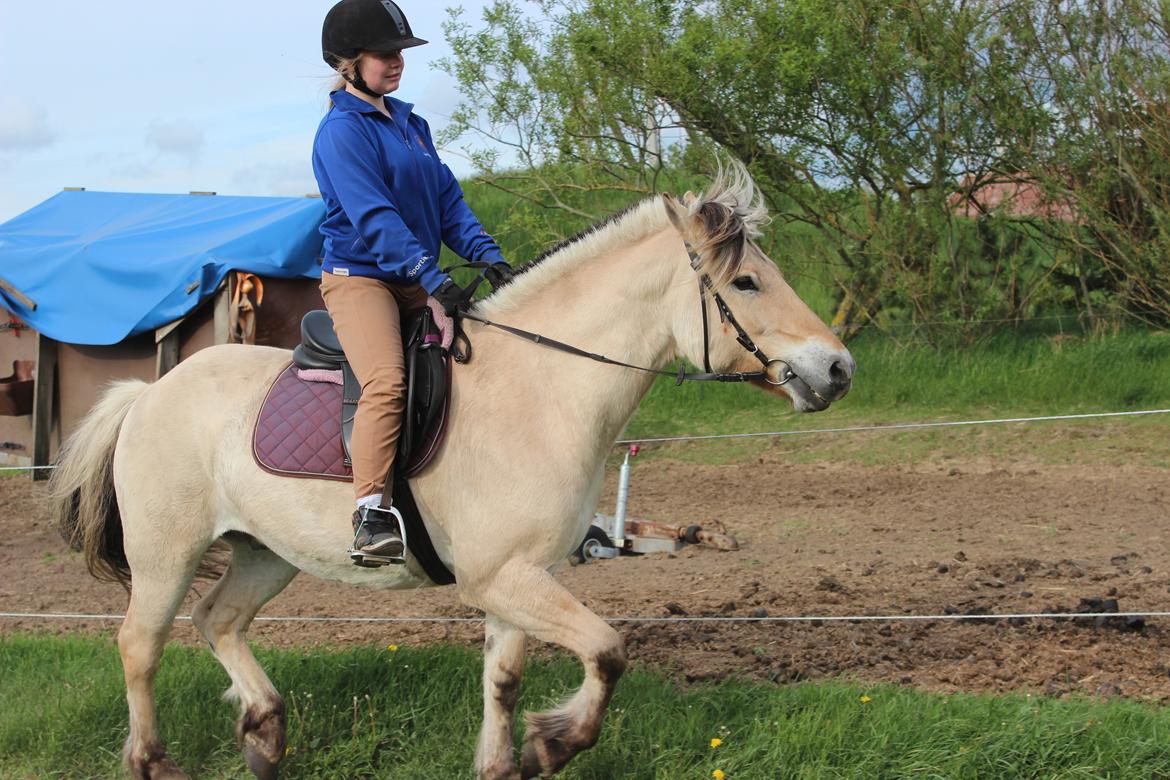 Anden særlig race Thor [Hjælper med at ride] billede 14