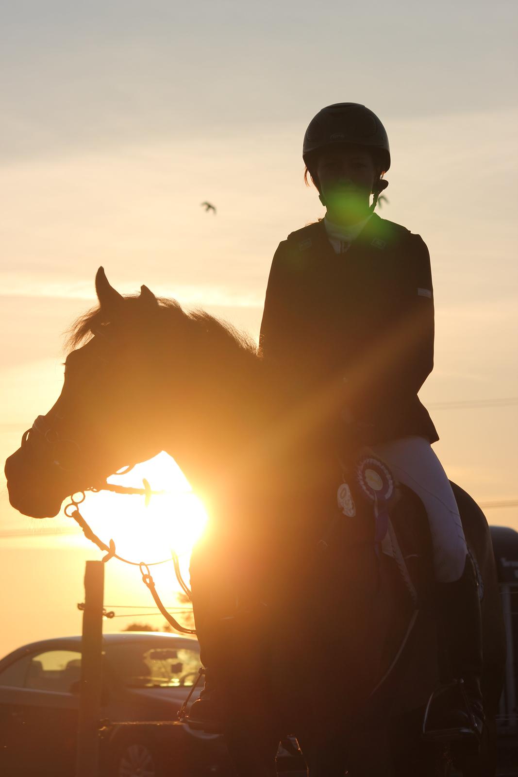 Hollandsk Sportspony July - Min stjerne <3 Foto: Mie Raun.  billede 1
