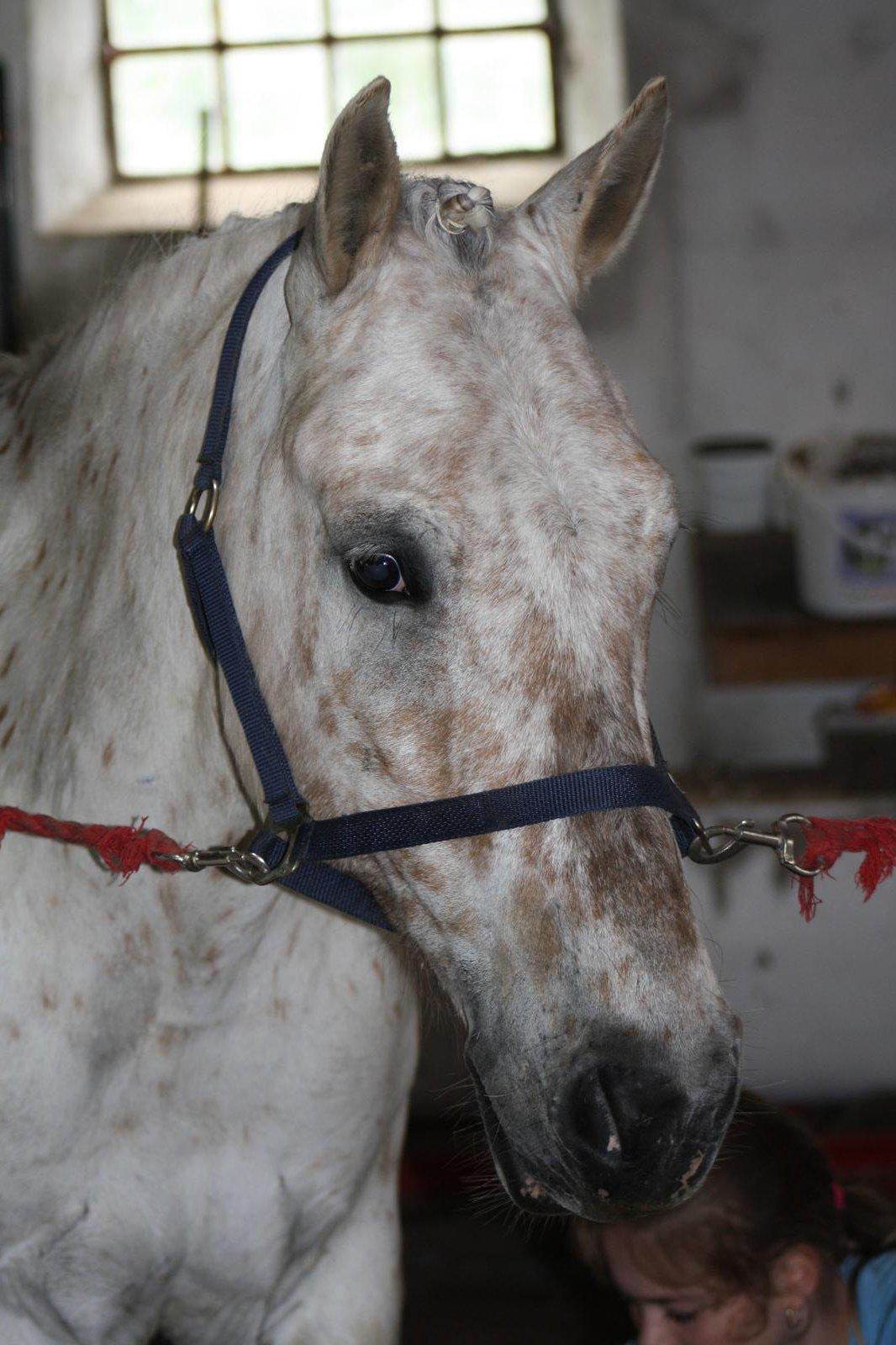 Anden særlig race Bailey billede 13