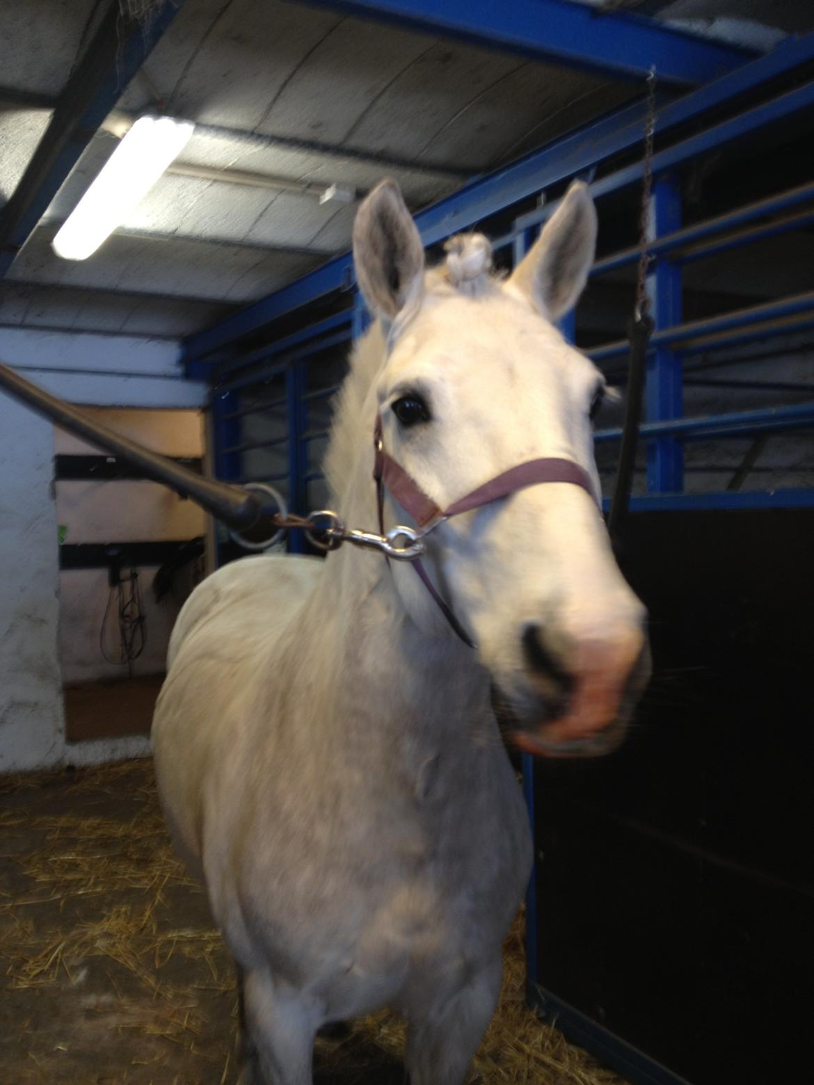 Anden særlig race Marius billede 1