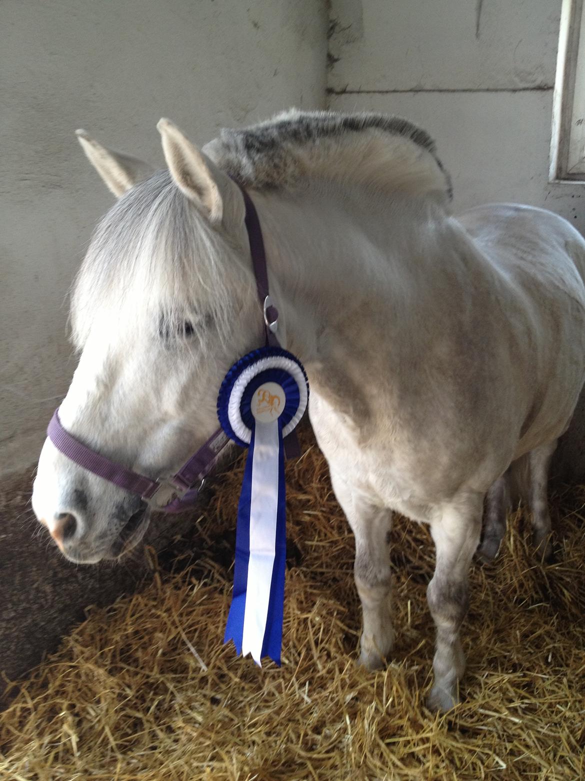 Anden særlig race Marius billede 2