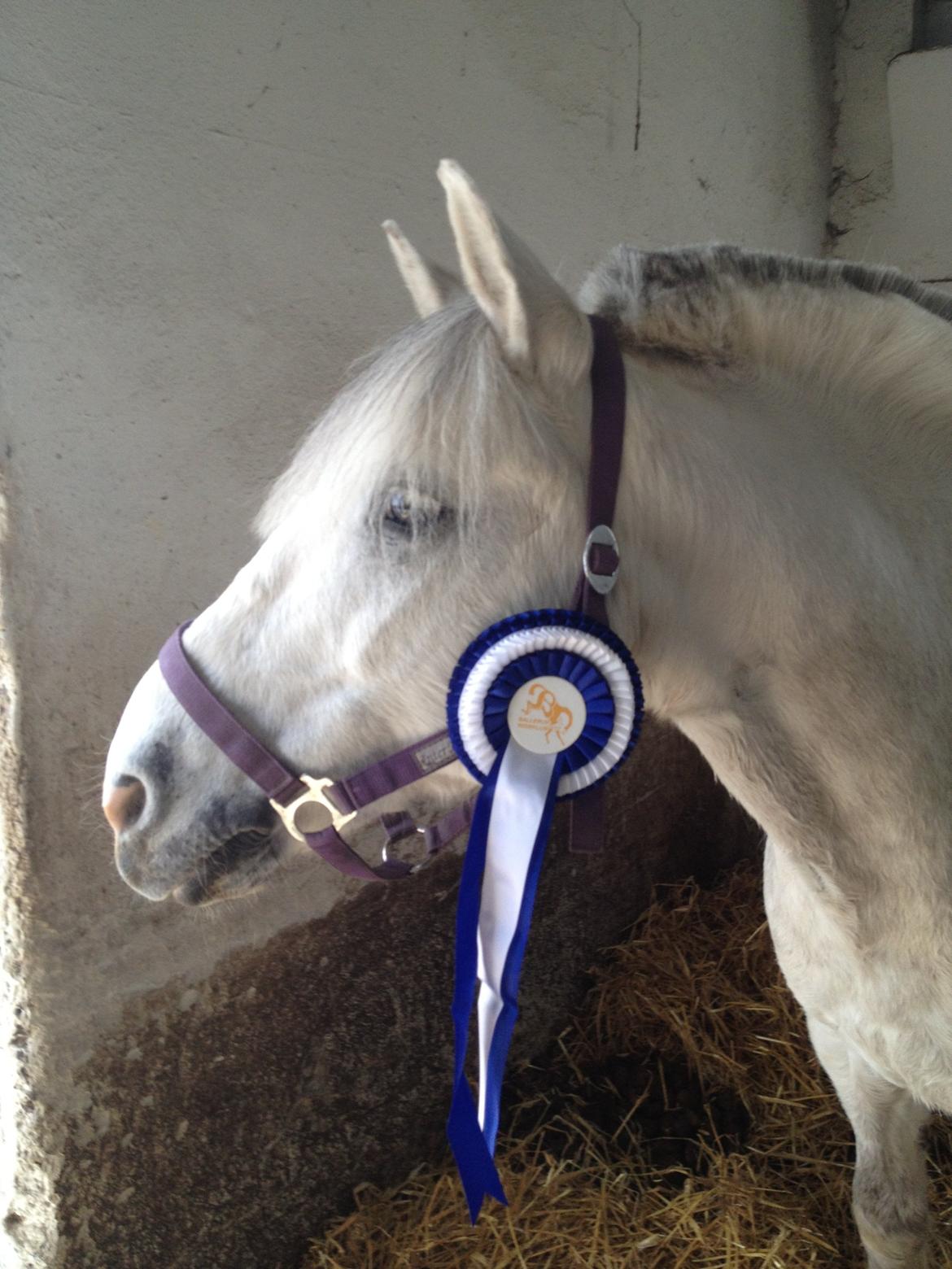 Anden særlig race Marius billede 4