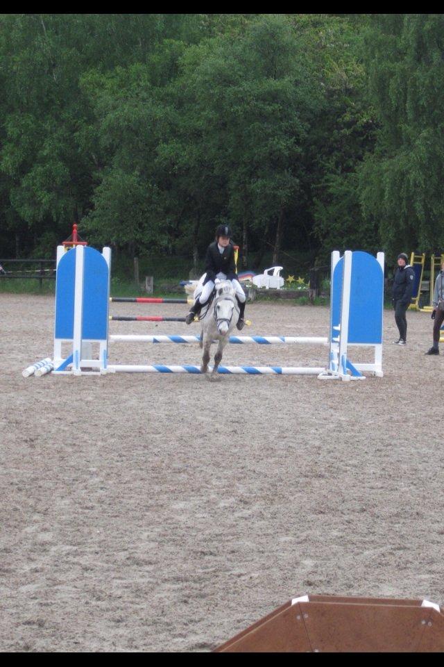 Anden særlig race Marius - Spring stævne Ballerup Rideklub 2013 3. plads billede 5