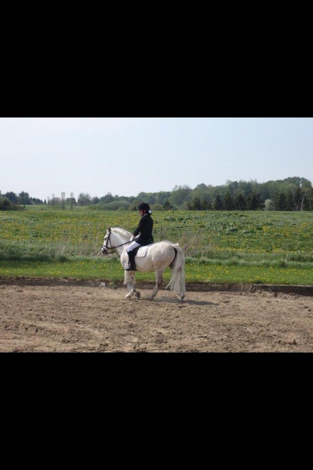 Anden særlig race Marius - Dressur 2013 Ballerup Rideklub 2. plads billede 9