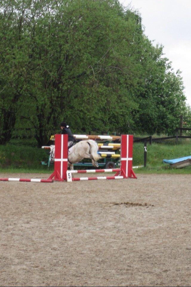 Anden særlig race Marius - Spring 3.plads billede 11