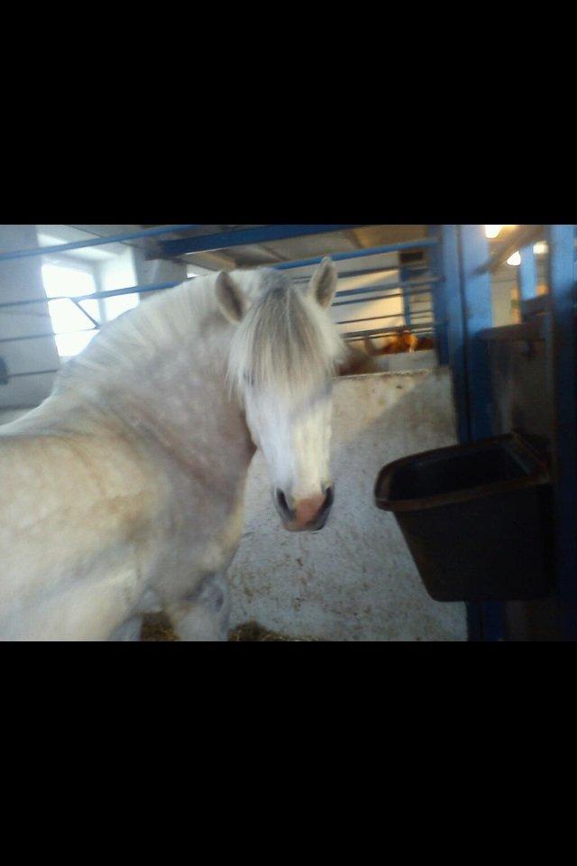 Anden særlig race Marius billede 12