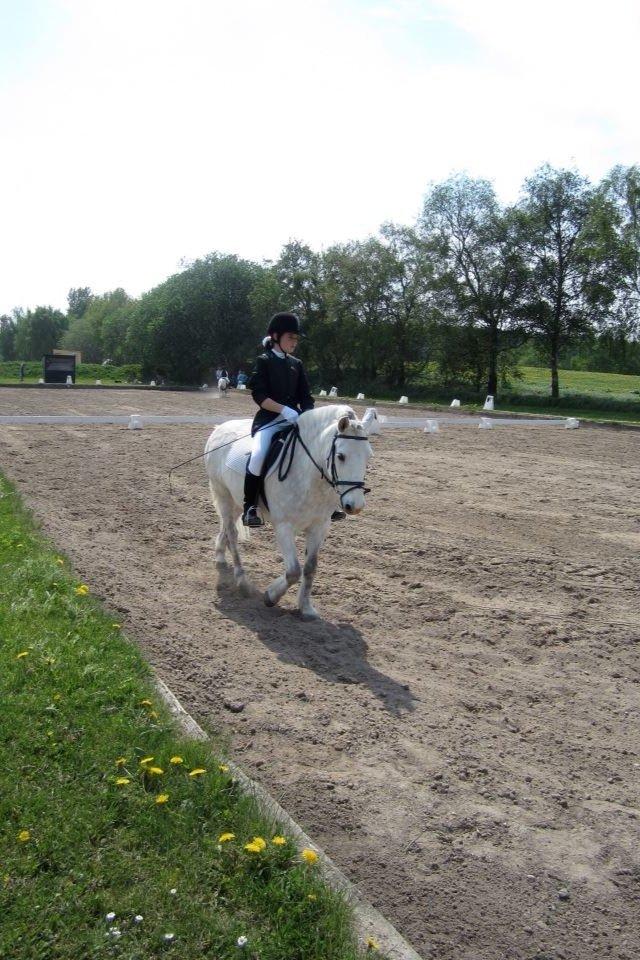 Anden særlig race Marius - Dressur 2.plads billede 13