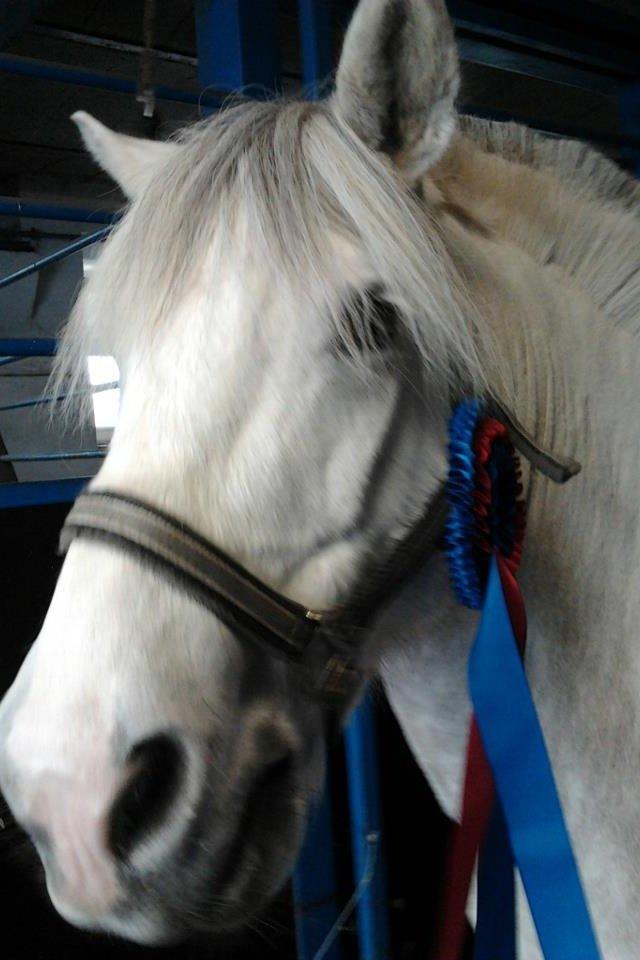 Anden særlig race Marius billede 14