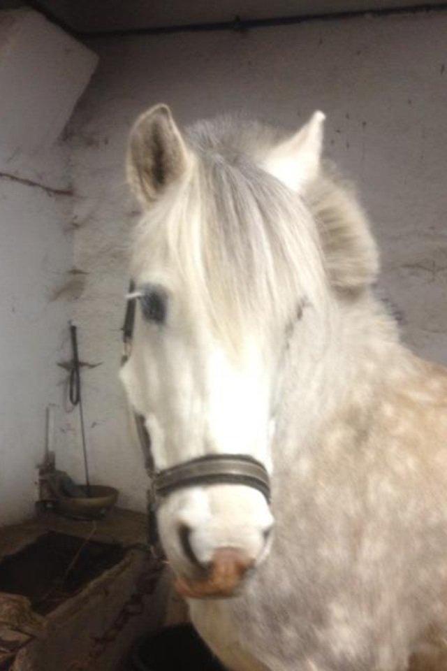 Anden særlig race Marius billede 15