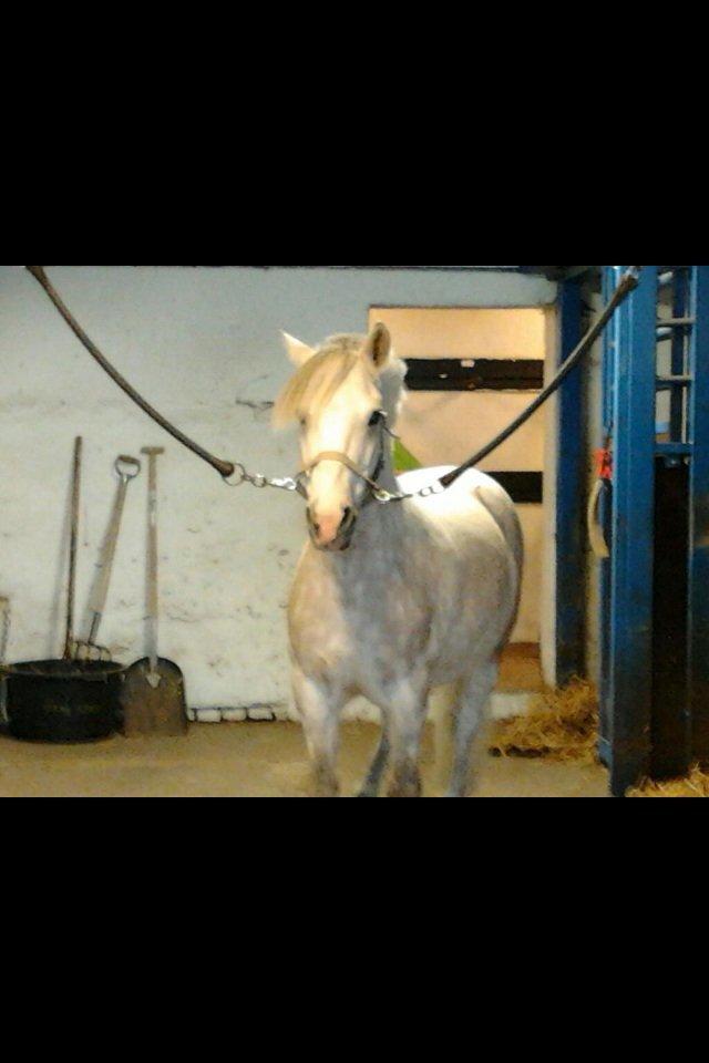 Anden særlig race Marius billede 16