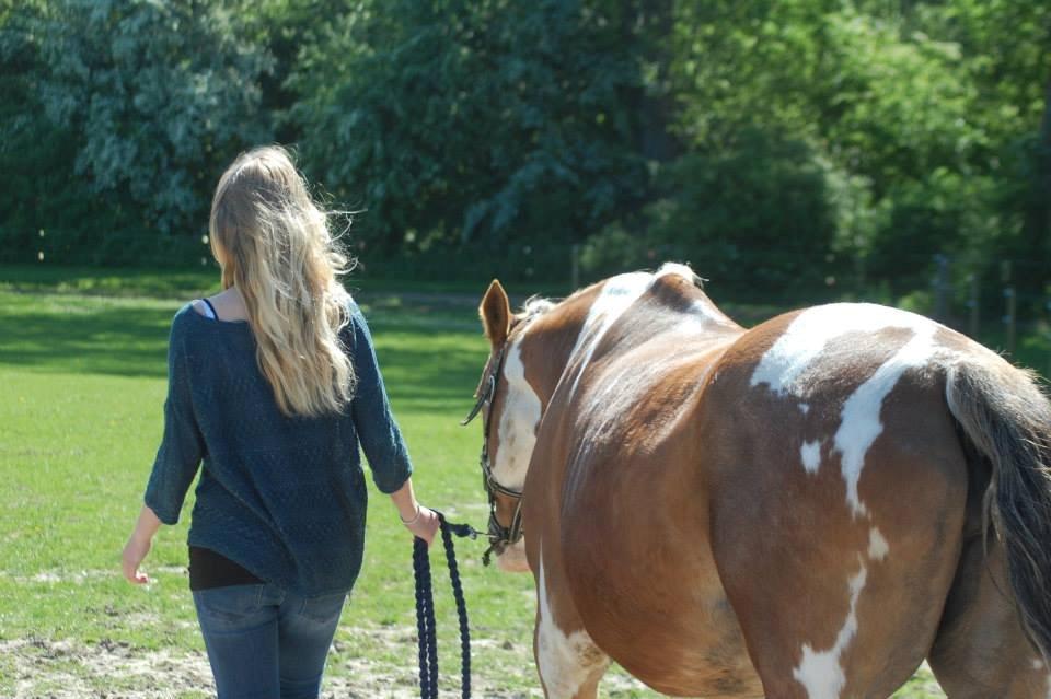 Pinto † Pucahontas † - tak for kigget :D billede 16