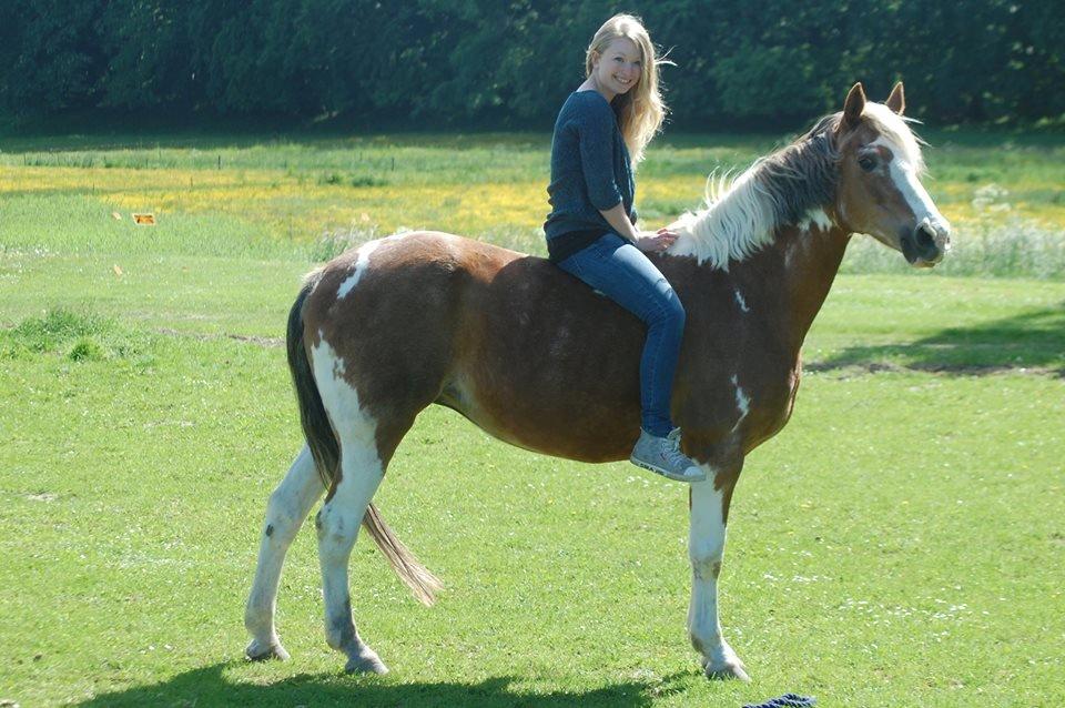 Pinto † Pucahontas † - (manglende ridehjelm kun for fotoets skyld) billede 14