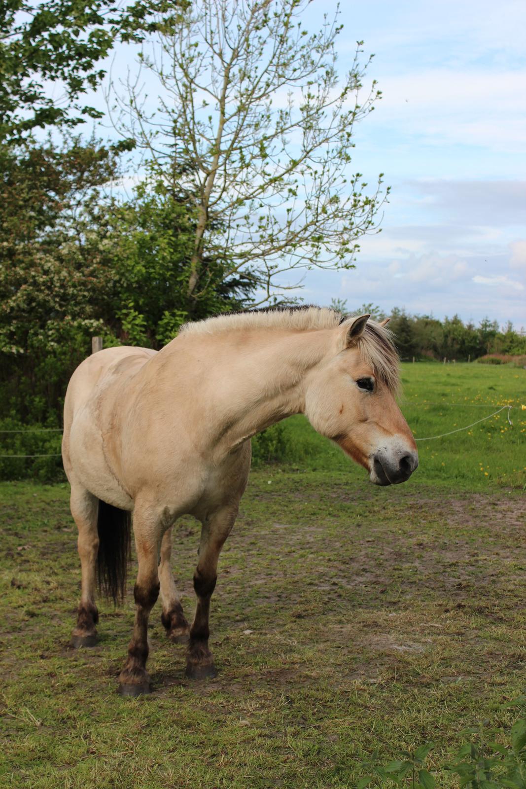 Anden særlig race Thor [Hjælper med at ride] billede 17
