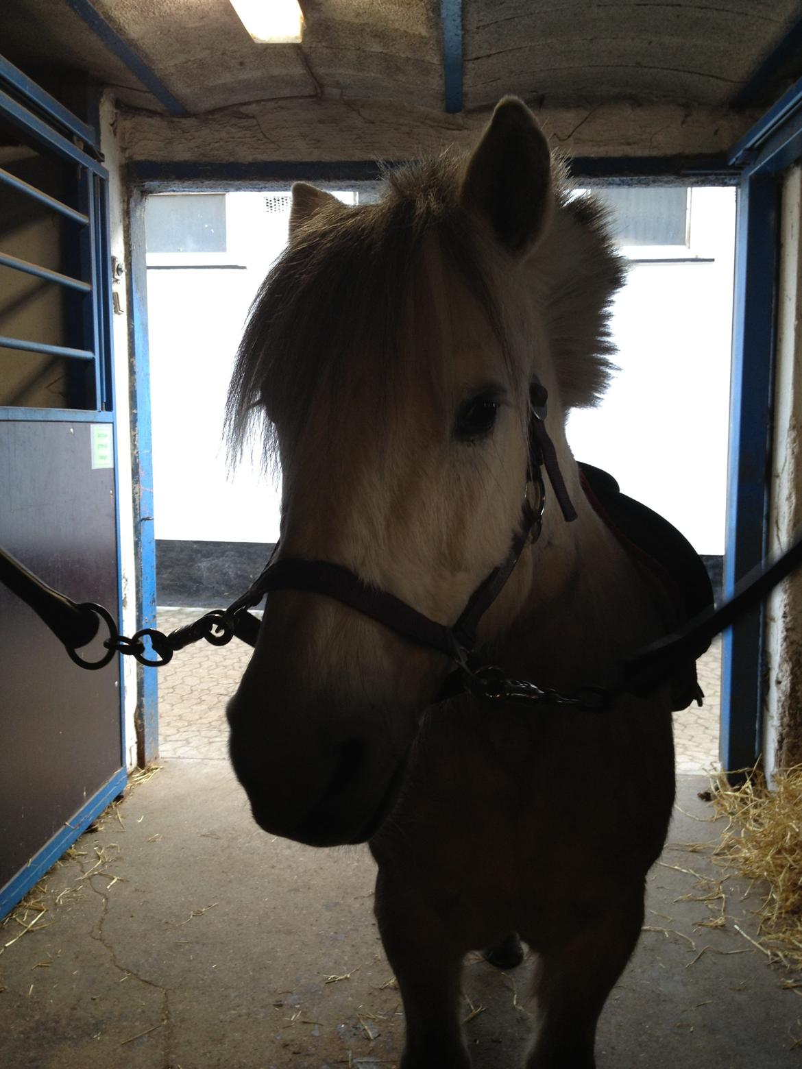 Anden særlig race Marius billede 17