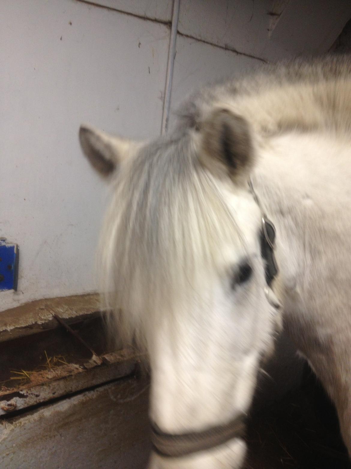 Anden særlig race Marius billede 18