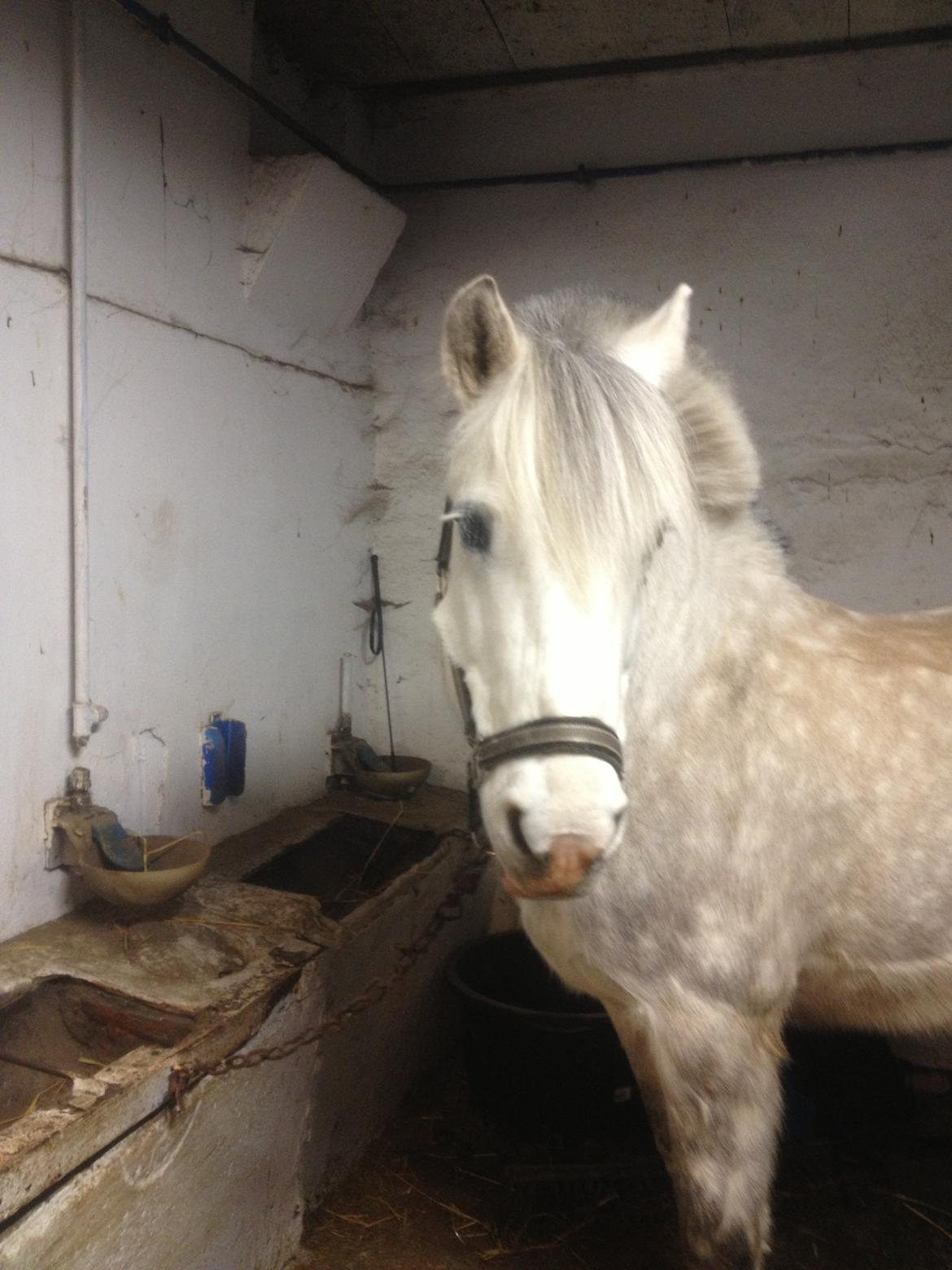 Anden særlig race Marius billede 19