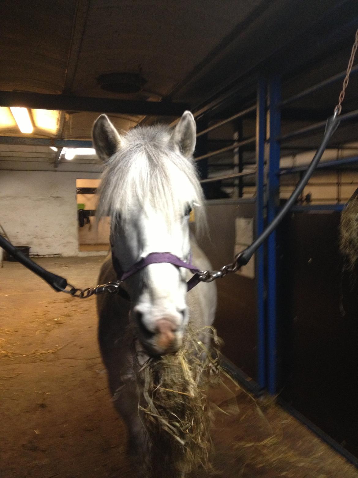 Anden særlig race Marius billede 20