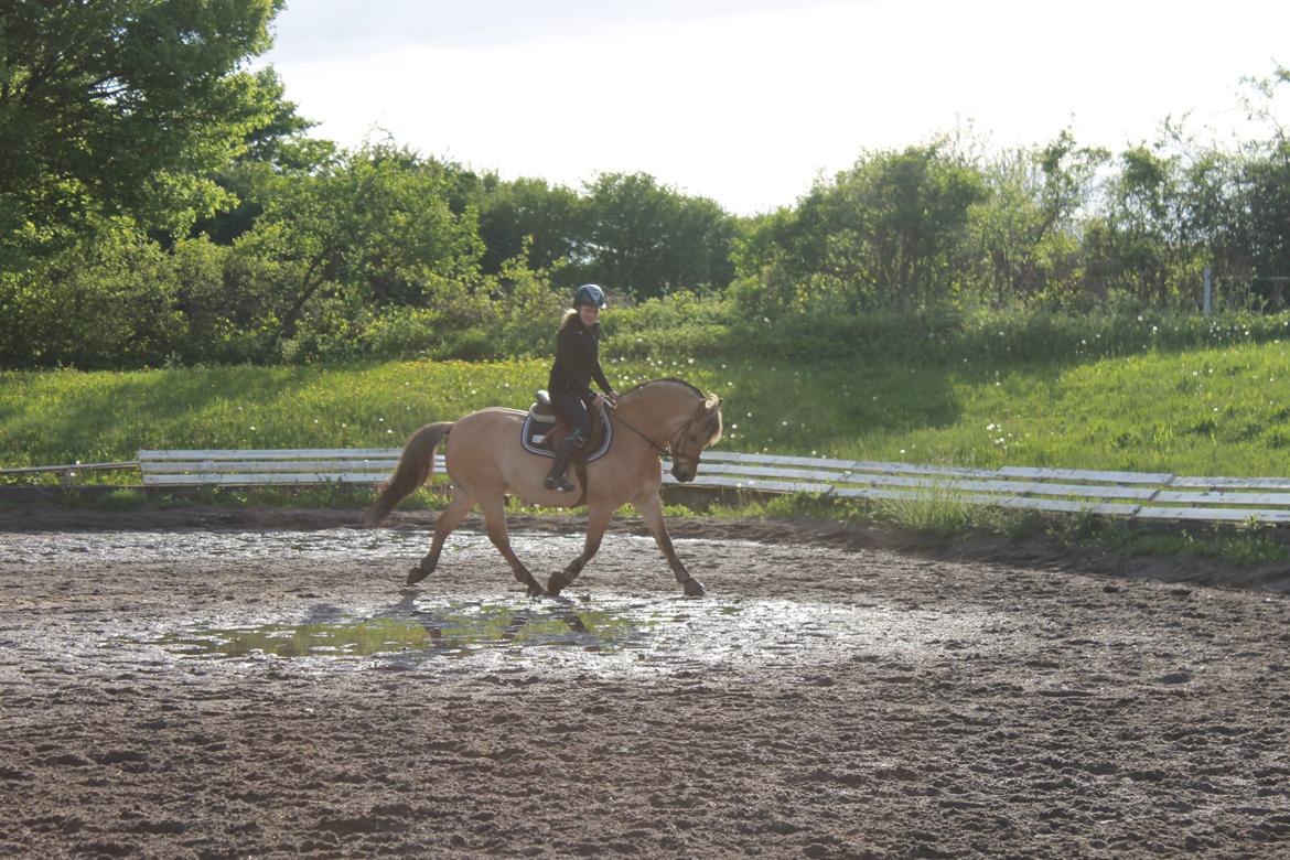 Anden særlig race Kontra billede 7