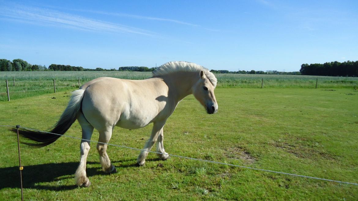 Fjordhest Ejerlykkes Corel [Part] billede 2