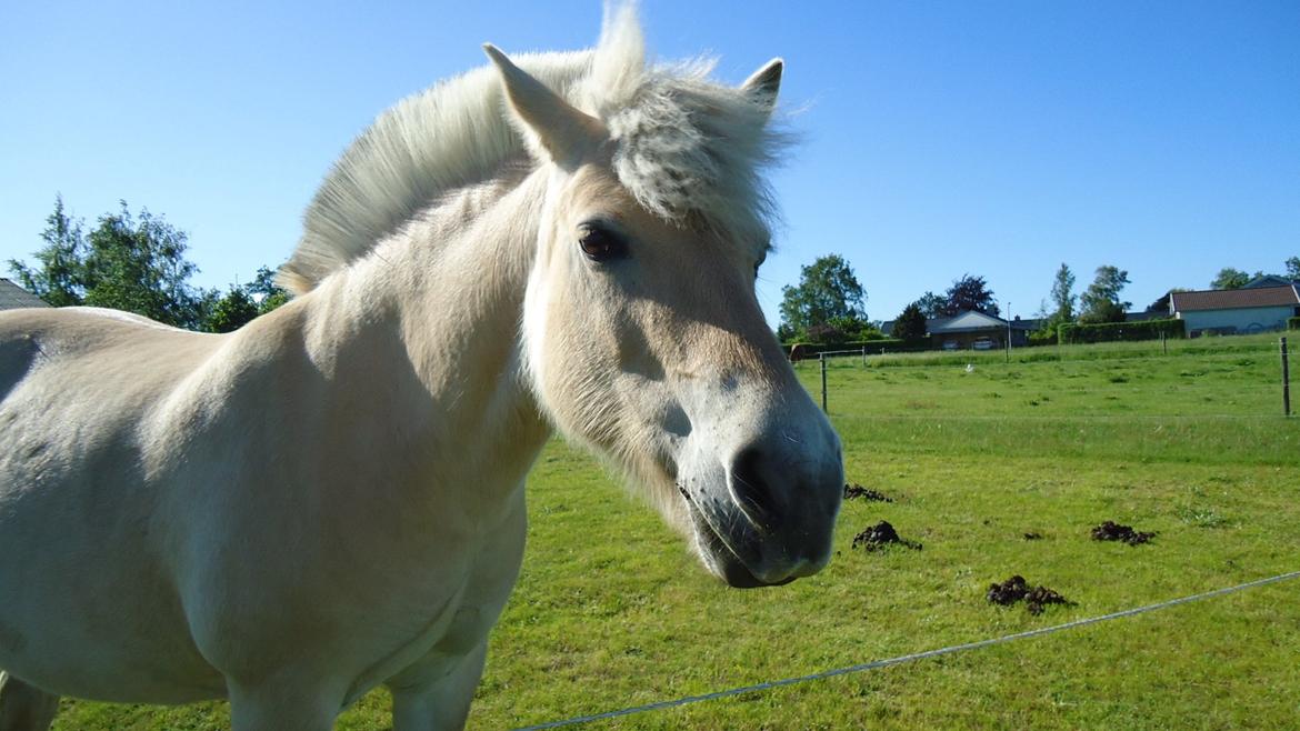 Fjordhest Ejerlykkes Corel [Part] billede 4