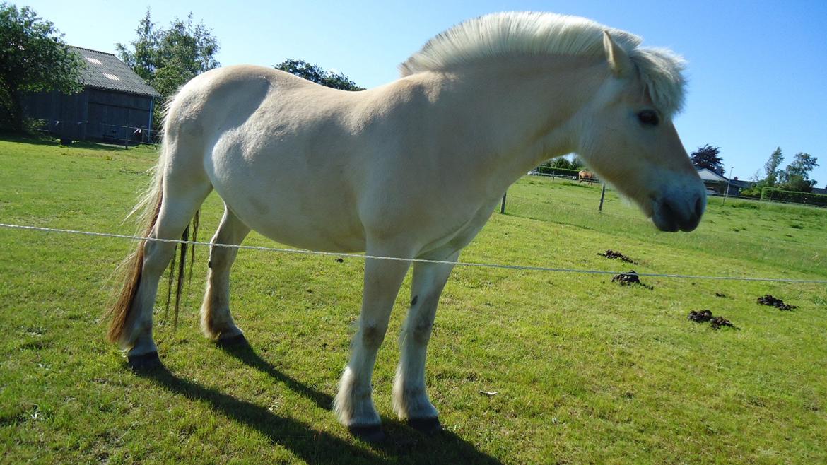 Fjordhest Ejerlykkes Corel [Part] billede 5