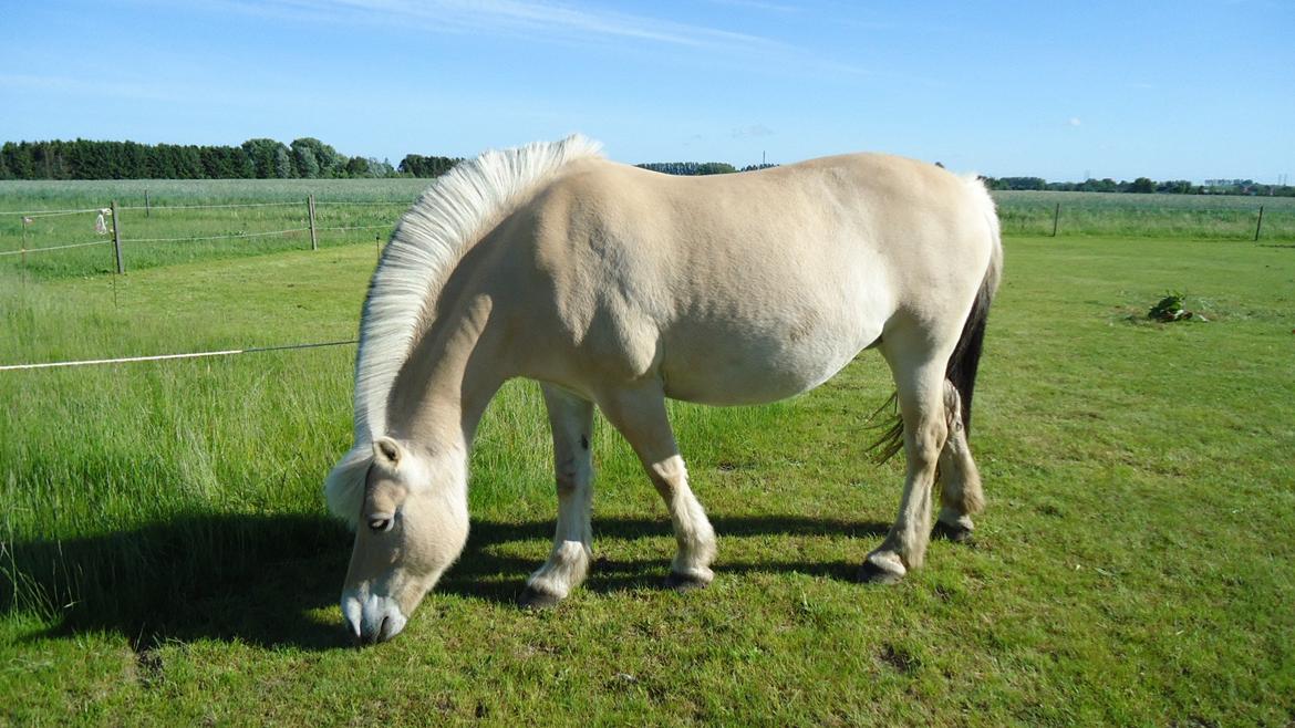 Fjordhest Ejerlykkes Corel [Part] billede 9