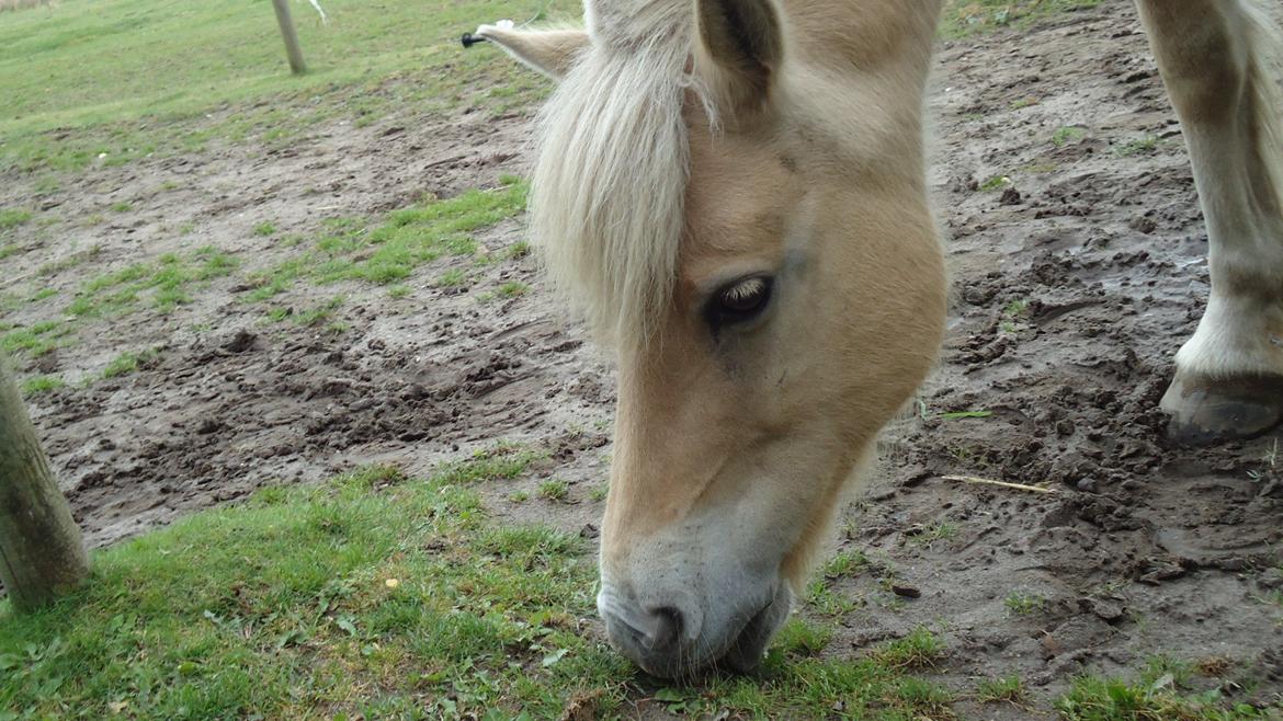 Fjordhest Ejerlykkes Corel [Part] billede 10