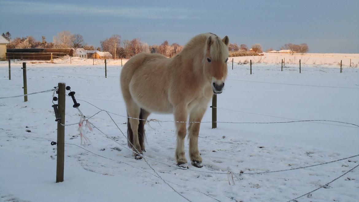 Fjordhest Ejerlykkes Corel [Part] billede 11