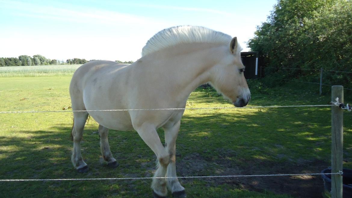 Fjordhest Ejerlykkes Corel [Part] billede 12