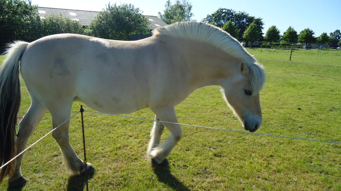 Fjordhest Ejerlykkes Corel [Part] billede 13