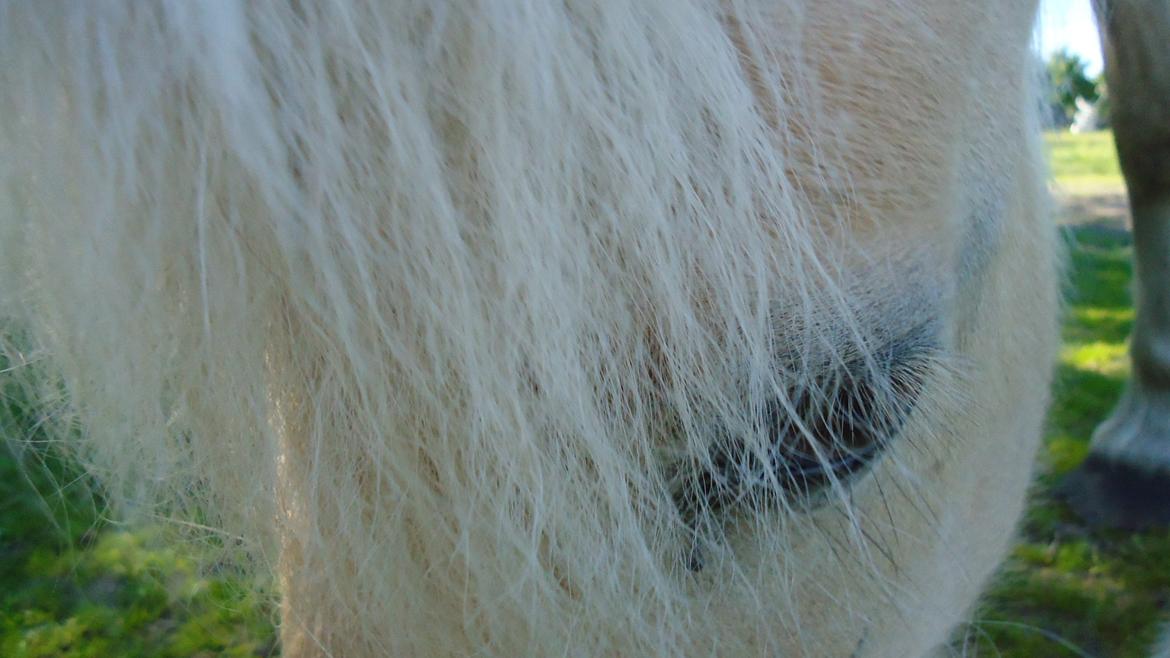 Fjordhest Ejerlykkes Corel [Part] - Smukke<3 billede 14